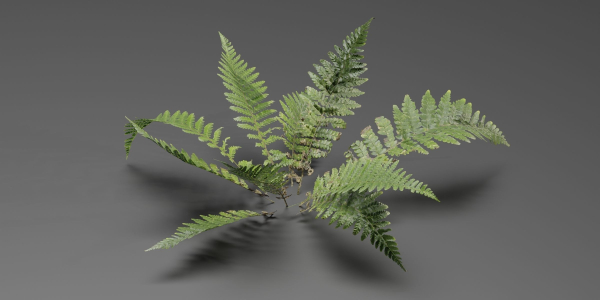 Low Poly Fern Plants Collection vol 217-Blender