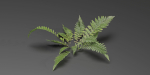 Low Poly Fern Plants Collection vol 217-Blender