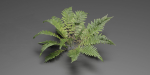 Low Poly Fern Plants Collection vol 217-Blender