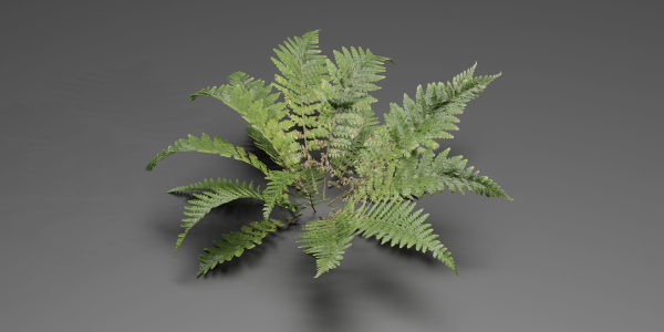 Low Poly Fern Plants Collection vol 217-Blender