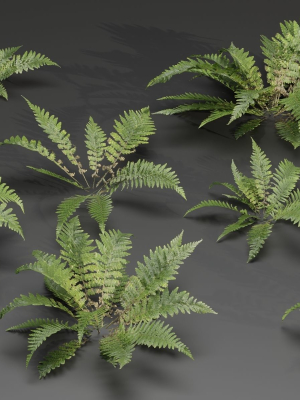 Low Poly Fern Plants Collection vol 217-Blender