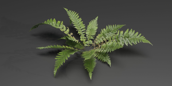 Low Poly Fern Plants Collection vol 217-Blender