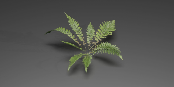 Low Poly Fern Plants Collection vol 217-Blender