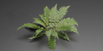 Low Poly Fern Plants Collection vol 217-Blender