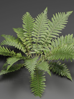 low-poly-fern-plants-collection-vol-217-blender-3d-model-dbad7cd198