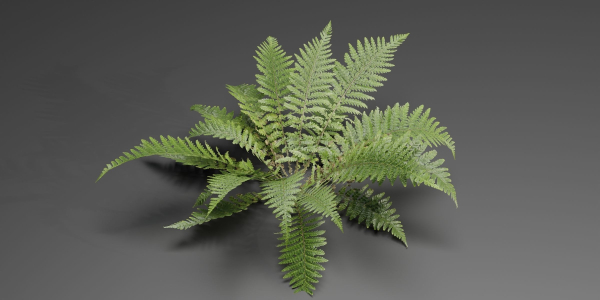 Low Poly Fern Plants Collection vol 217-Blender