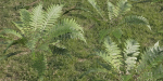 Low Poly Fern Plants Collection vol 217-Blender