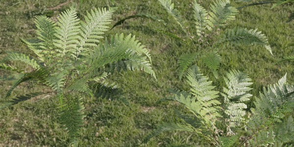 Low Poly Fern Plants Collection vol 217-Blender