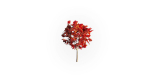 Low Poly Forest Summer Autumn Winter Stylish