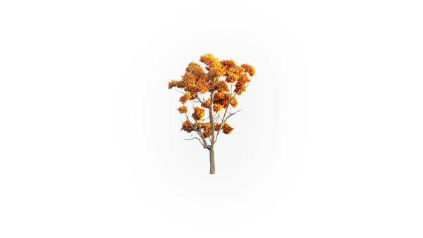 Low Poly Forest Summer Autumn Winter Stylish