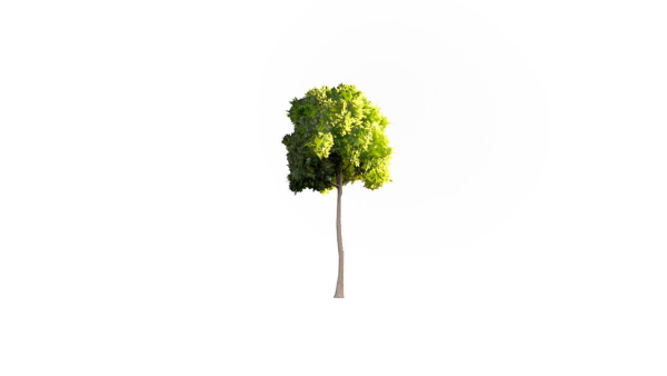 Low Poly Forest Summer Autumn Winter Stylish