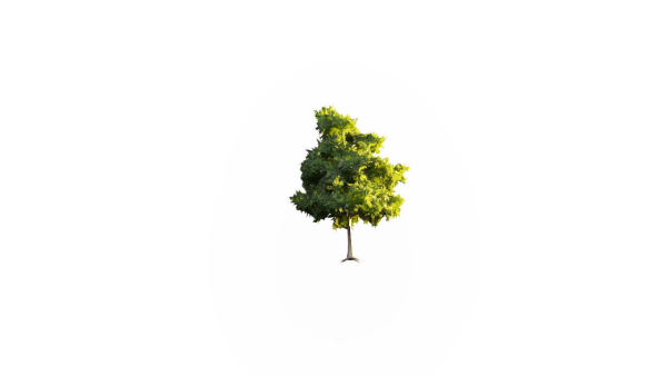 Low Poly Forest Summer Autumn Winter Stylish