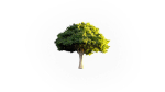 Low Poly Forest Summer Autumn Winter Stylish