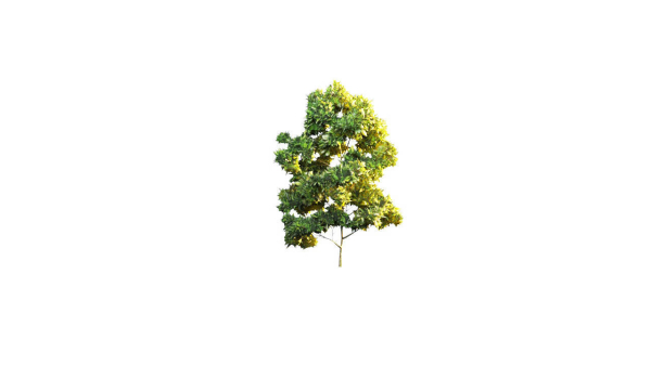 Low Poly Forest Summer Autumn Winter Stylish