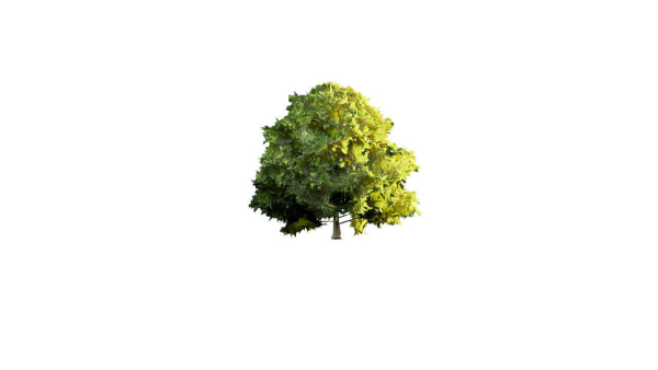 Low Poly Forest Summer Autumn Winter Stylish