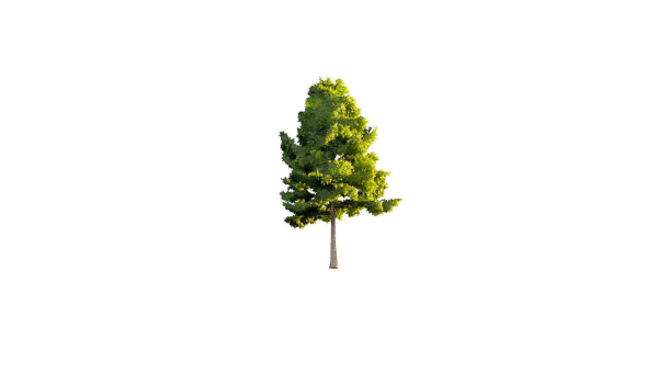 Low Poly Forest Summer Autumn Winter Stylish