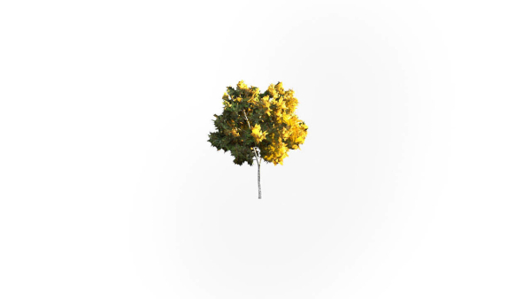 Low Poly Forest Summer Autumn Winter Stylish