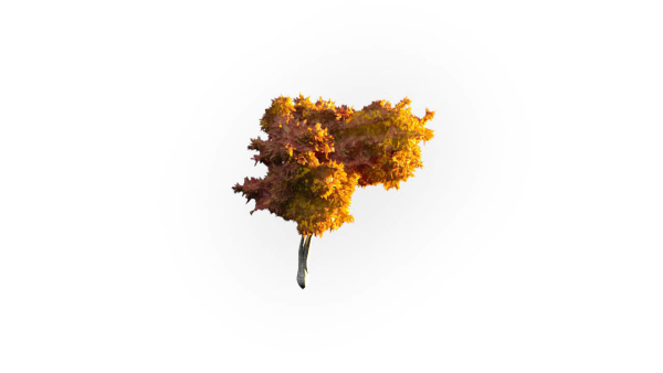 Low Poly Forest Summer Autumn Winter Stylish
