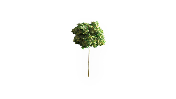 Low Poly Forest Summer Autumn Winter Stylish