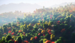 Low Poly Forest Summer Autumn Winter Stylish