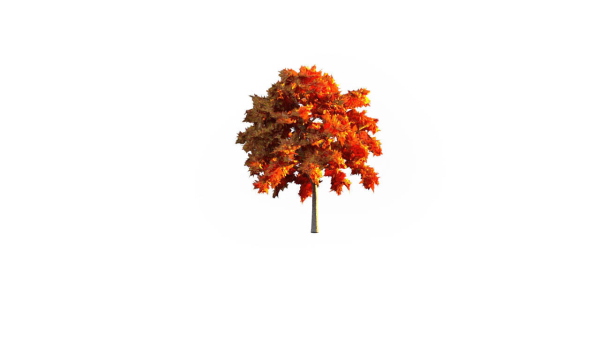 Low Poly Forest Summer Autumn Winter Stylish