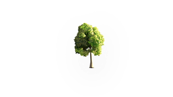 Low Poly Forest Summer Autumn Winter Stylish