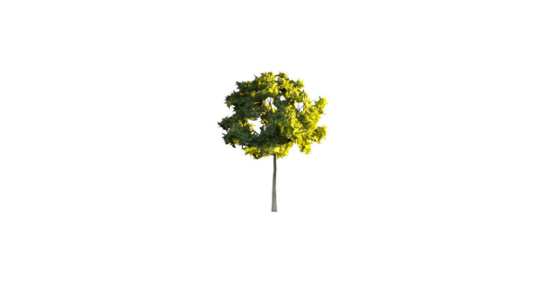 Low Poly Forest Summer Autumn Winter Stylish