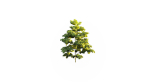 Low Poly Forest Summer Autumn Winter Stylish