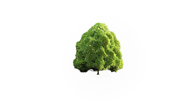 Low Poly Forest Summer Autumn Winter Stylish