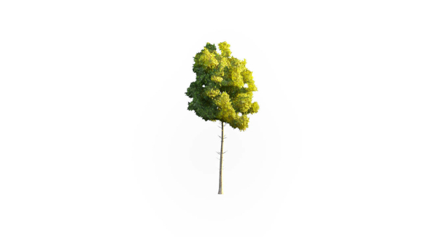 Low Poly Forest Summer Autumn Winter Stylish
