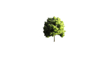 Low Poly Forest Summer Autumn Winter Stylish