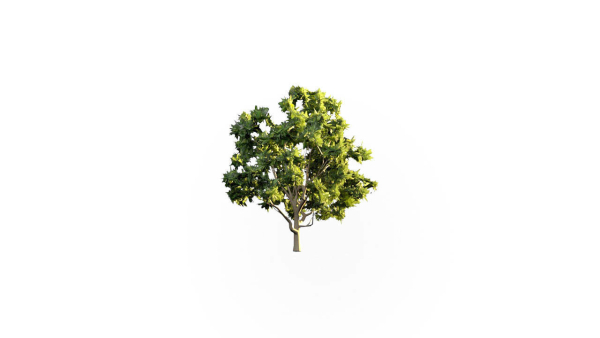 Low Poly Forest Summer Autumn Winter Stylish