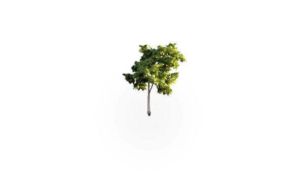 Low Poly Forest Summer Autumn Winter Stylish