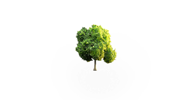 Low Poly Forest Summer Autumn Winter Stylish