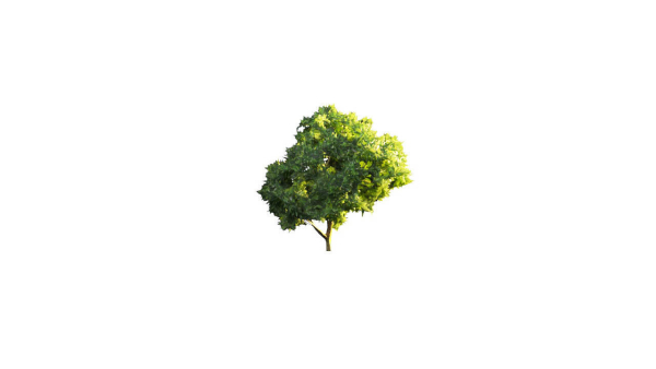 Low Poly Forest Summer Autumn Winter Stylish