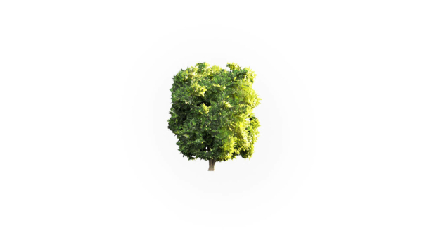 Low Poly Forest Summer Autumn Winter Stylish