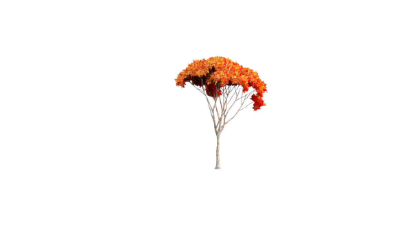Low Poly Forest Summer Autumn Winter Stylish