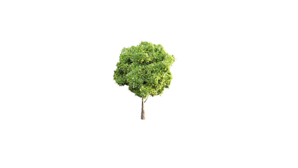 Low Poly Forest Summer Autumn Winter Stylish