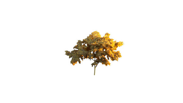 Low Poly Forest Summer Autumn Winter Stylish