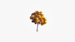 Low Poly Forest Summer Autumn Winter Stylish
