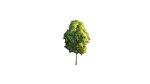 Low Poly Forest Summer Autumn Winter Stylish