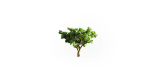 Low Poly Forest Summer Autumn Winter Stylish
