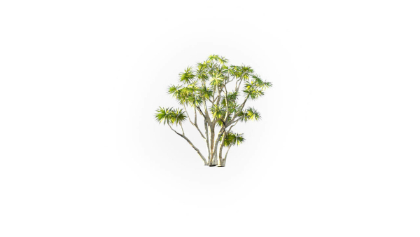 Low Poly Forest Summer Autumn Winter Stylish