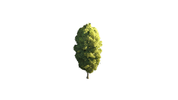 Low Poly Forest Summer Autumn Winter Stylish