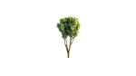 Low Poly Forest Summer Autumn Winter Stylish