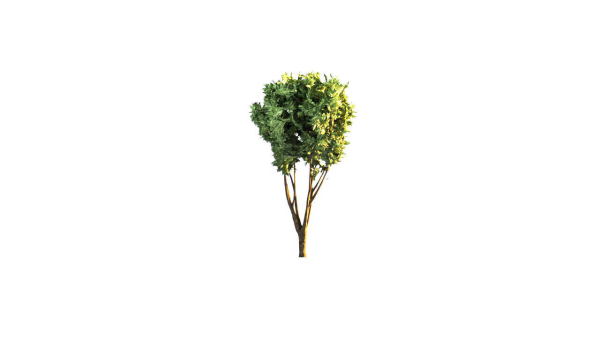 Low Poly Forest Summer Autumn Winter Stylish
