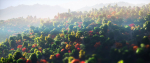 Low Poly Forest Summer Autumn Winter Stylish