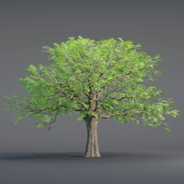 Low poly Oak tree vol 54