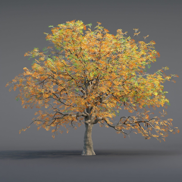 Low poly Oak tree vol 54