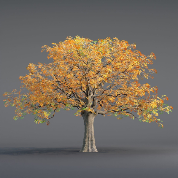 Low poly Oak tree vol 54-Blender